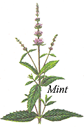 
Herb: Mint.
